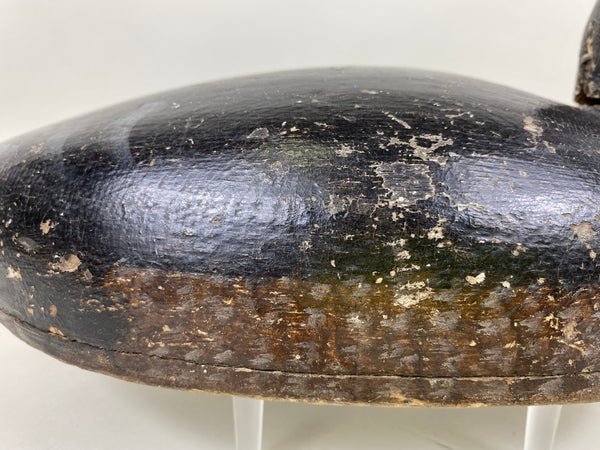 Canada Blue Bill Hen, Circa 1920's (#6439)