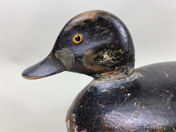 Canada Blue Bill Hen, Circa 1920's (#6439)