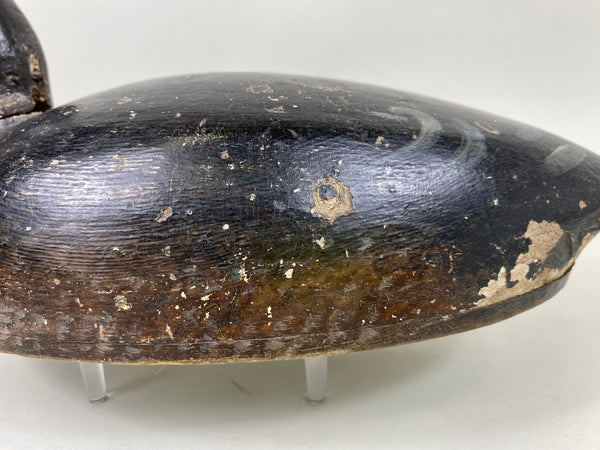 Canada Blue Bill Hen, Circa 1920's (#6439)