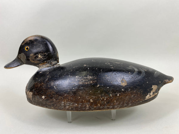 Canada Blue Bill Hen, Circa 1920's (#6439)