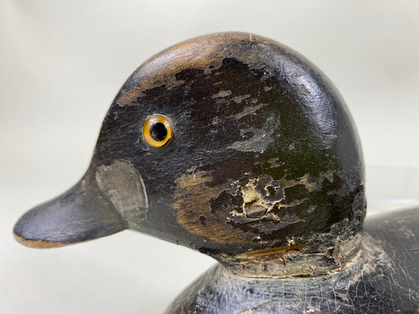 Canada Blue Bill Hen, Circa 1920's (#6439)