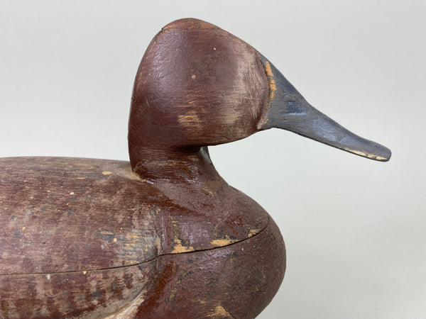 Unknown Canvasback Hen, Circa 1940's (#6447)