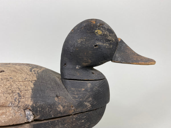 Henry Grant Bluebill Drake (#6451)