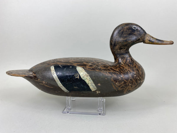 Isaac Bush Mallard Hen (#6513)