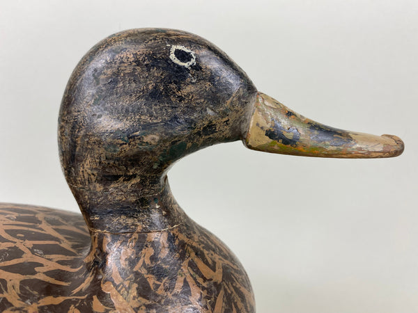 Isaac Bush Mallard Hen (#6513)