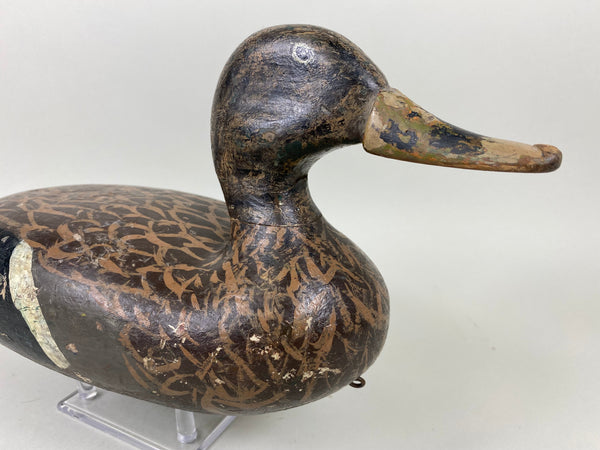 Isaac Bush Mallard Hen (#6513)