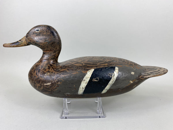 Isaac Bush Mallard Hen (#6513)
