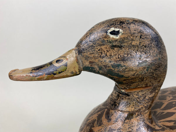 Isaac Bush Mallard Hen (#6513)