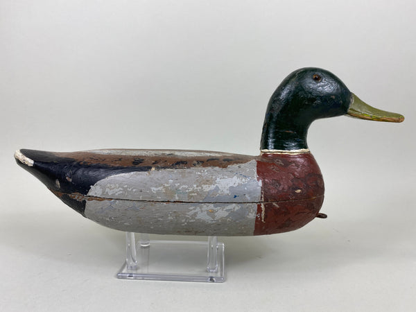 Illinois River Mallard Drake Unknown (#6514)