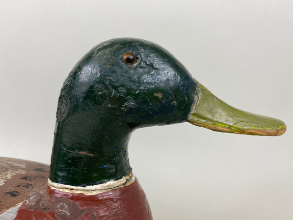 Illinois River Mallard Drake Unknown (#6514)