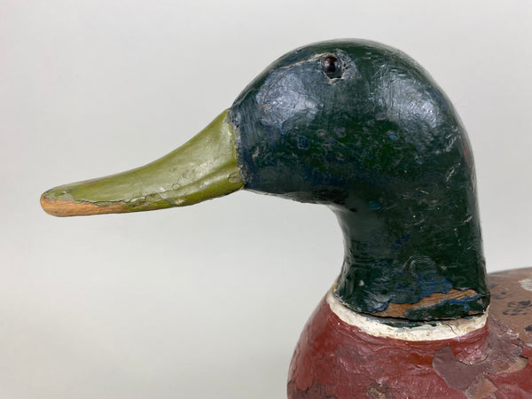 Illinois River Mallard Drake Unknown (#6514)