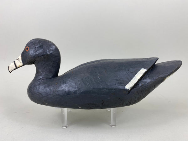 Louisiana Coot Original Paint (#6549)