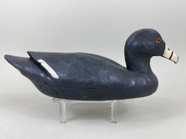 Louisiana Coot Original Paint (#6549)