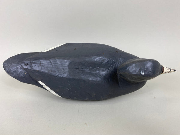 Louisiana Coot Original Paint (#6549)