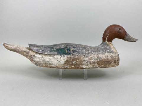 California Pintail Drake by John Cox Circa 1930's (#6559)