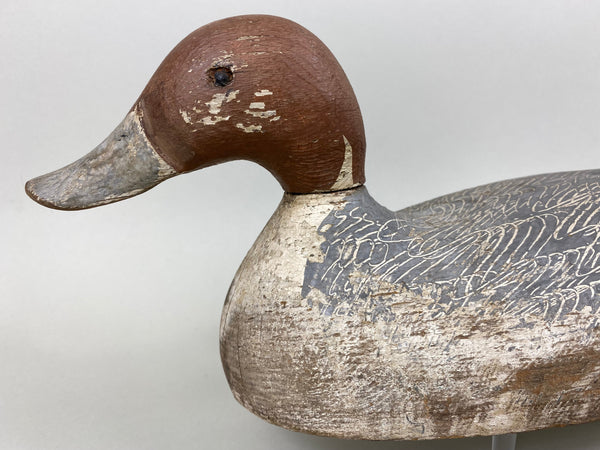 California Pintail Drake by John Cox Circa 1930's (#6559)