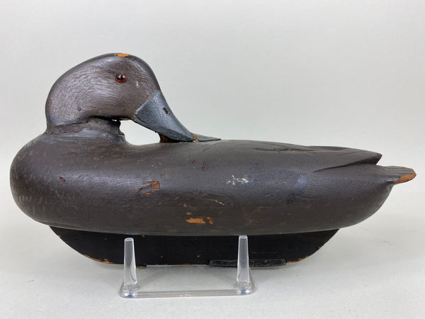 New Jersey Preener Black Duck (#6565)