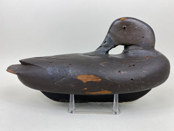 New Jersey Preener Black Duck (#6565)