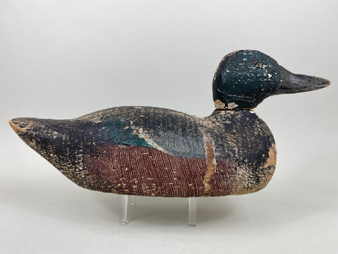 Rare Gundelfinger Shoveler Drake, All Original, Circa 1930's (#6575)