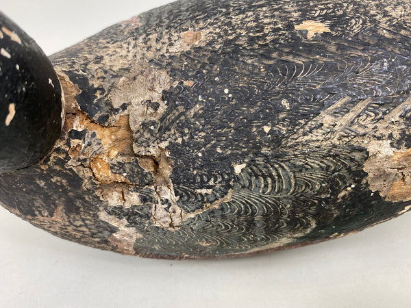 Rare Gundelfinger Shoveler Drake, All Original, Circa 1930's (#6575)