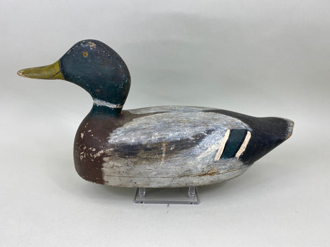 Unknown Wisconsin Mallard Drake (#6646)
