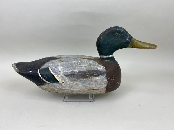 Unknown Wisconsin Mallard Drake (#6646)