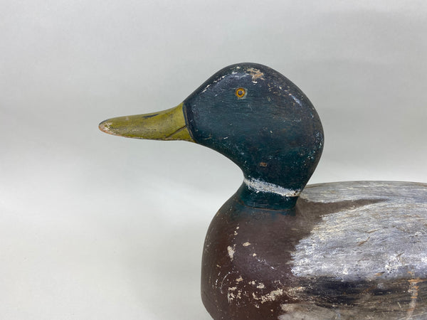 Unknown Wisconsin Mallard Drake (#6646)