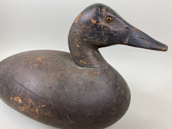 Michigan Canvasback Hen, Circa 1920's (#6662)