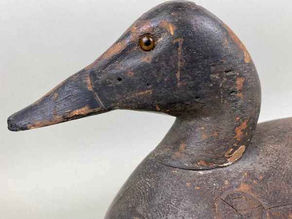 Michigan Canvasback Hen, Circa 1920's (#6662)