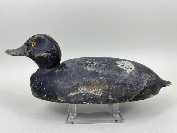 St. Clair Flats Unknown Bluebill Drake (#6682)