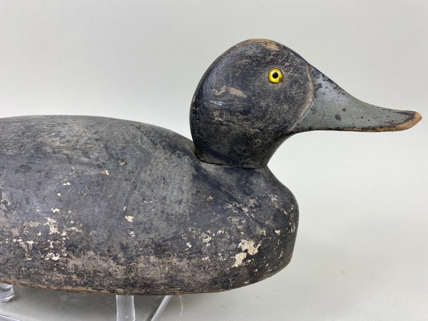 St. Clair Flats Unknown Bluebill Drake (#6682)