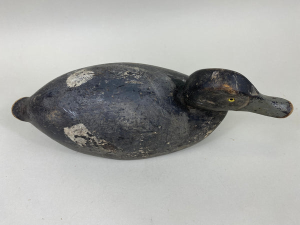 St. Clair Flats Unknown Bluebill Drake (#6682)