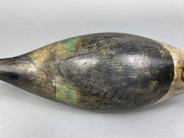 California Pintail (#4937)