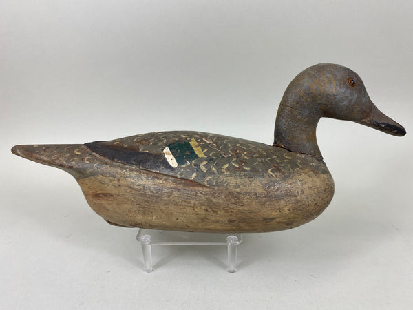 Louis Banchero Jr., Pintail Hen, Janson School (#6710)