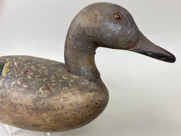 Louis Banchero Jr., Pintail Hen, Janson School (#6710)