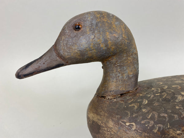 Louis Banchero Jr., Pintail Hen, Janson School (#6710)