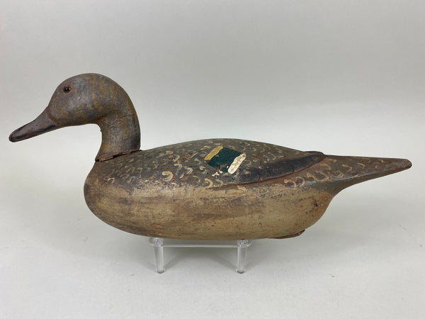 Louis Banchero Jr., Pintail Hen, Janson School (#6710)