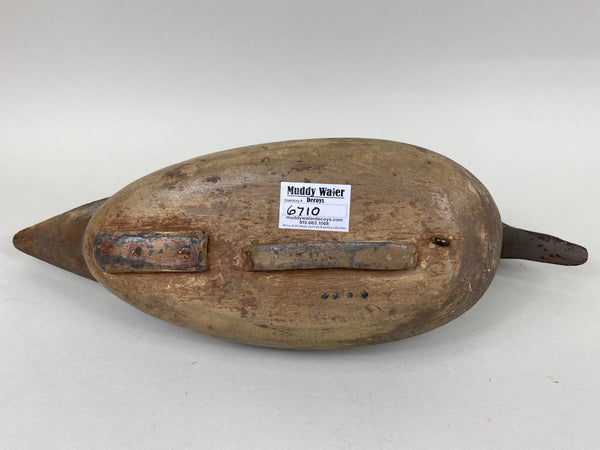 Louis Banchero Jr., Pintail Hen, Janson School (#6710)