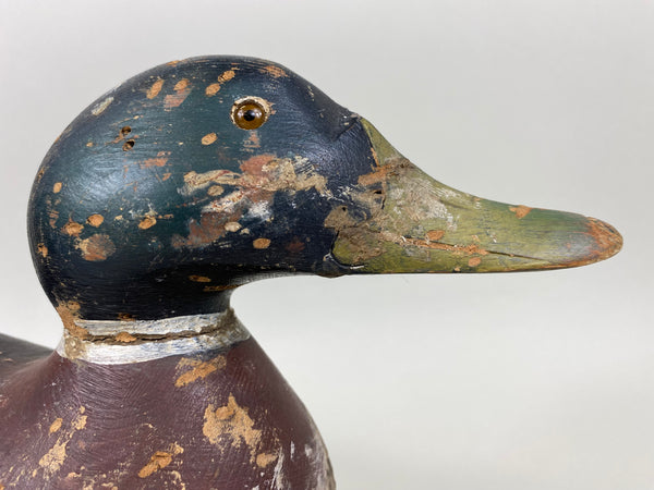 Mason Premier Mallard Drake (#6714)