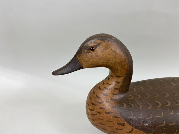 Perdew Style Pintail Drake by Torry Ward (#6743)