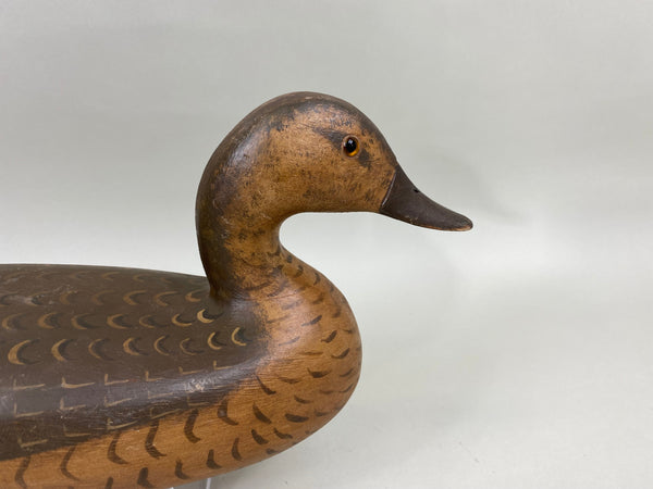 Perdew Style Pintail Drake by Torry Ward (#6743)