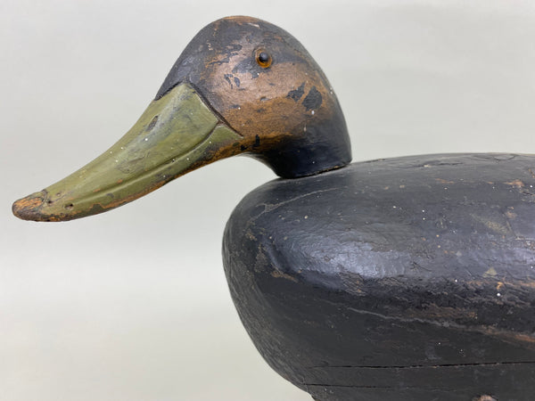 Unknown Black Duck, Circa 1930's (#6758)