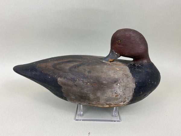 Unknown Redhead Drake Sleeper, Circa 1920's (#6777)