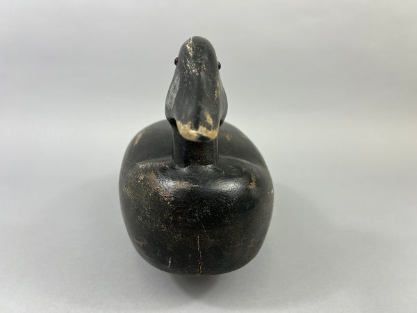 Maine White Winged Scoter (#2235)