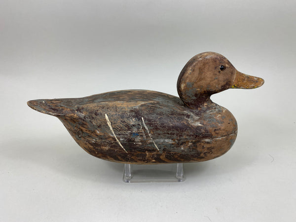 Frank Cassini Mallard Hen (#6964)