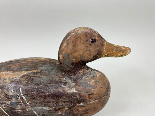 Frank Cassini Mallard Hen (#6964)