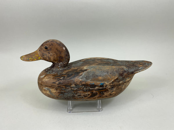 Frank Cassini Mallard Hen (#6964)