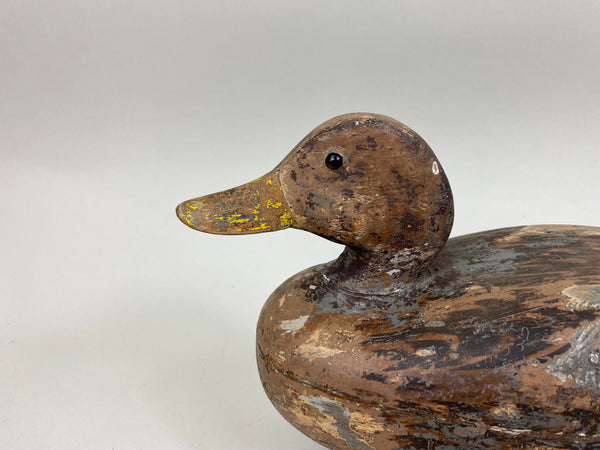 Frank Cassini Mallard Hen (#6964)