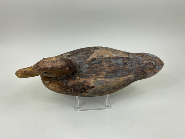 Frank Cassini Mallard Hen (#6964)