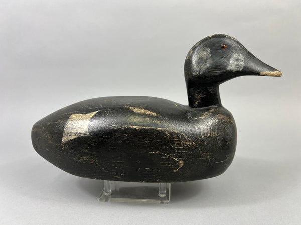 Maine White Winged Scoter (#2235)